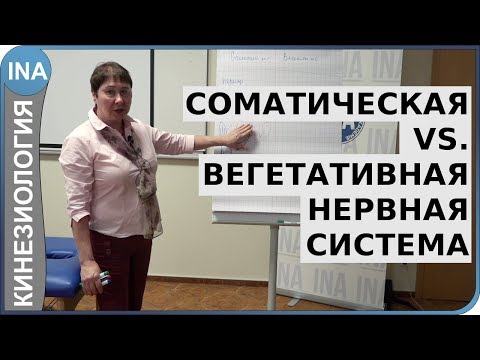 Видео: Соматическая и вегетативная нервная система. Л.Ф.Васильева. Кинезиология в Германии