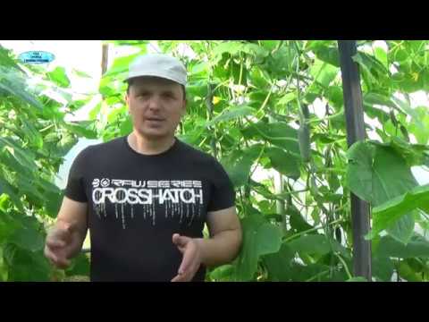 Видео: ВЫРАЩИВАНИЕ РАННИХ ОГУРЦОВ БЕЗ ПАСЫНКОВ!