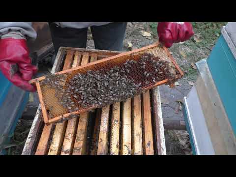 Видео: Гнездо на 145 рамку, сборка в зиму.Пчеловодство 2021 (12.10.2021)