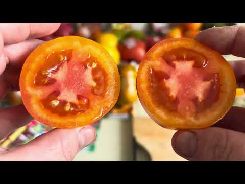 Видео: Томаты 2025,🍅🍅🍅Урожай и Вкус впечатляет 👍👍👍