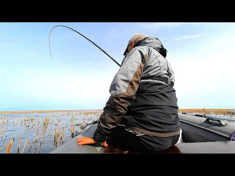 Видео: КАРАСИ РВУТ Лески И Гнут КРЮЧКИ  Рыбалка на поплавочную удочку