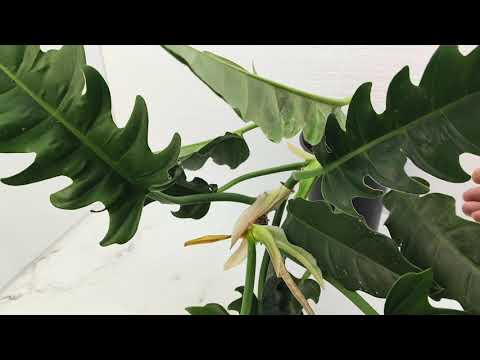 Видео: ИЗЛИШКИ растений на 14.10.25г ☘️🌺Ч2 #комнатныерастения #цветы #plants #garden