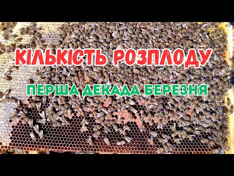 Видео: Кількість розплоду в бджолиних родинах на першу декаду березня.