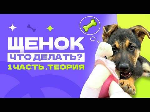 Видео: ЧТО ДЕЛАТЬ С ЩЕНКОМ? Что купить щенку, график у щенка, как общаться с щенком? ЧАСТЬ 1