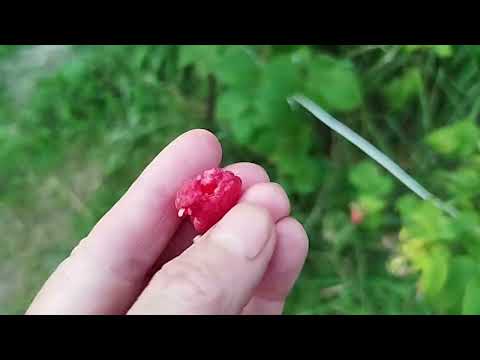 Видео: Обзор урожая
