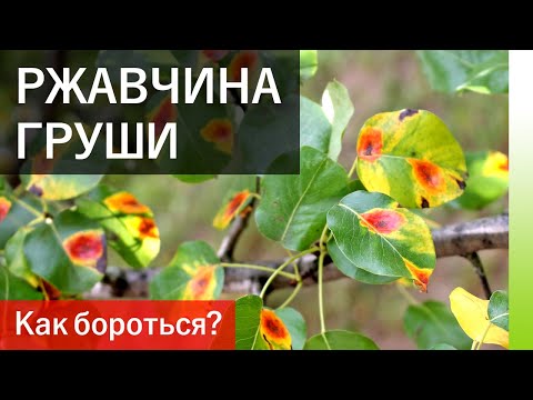 Видео: РЖАВЧИНА НА ГРУШЕ. Как лечить, когда и чем?