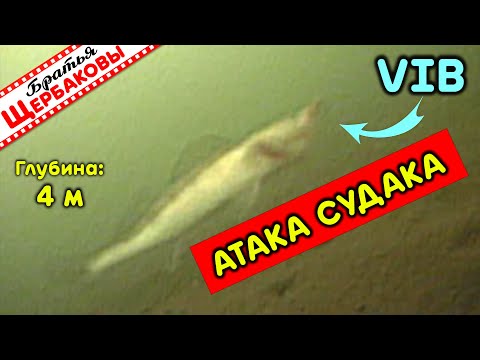 Видео: Что лучше: МОРМЫШЕНЬЕ ВИБА (VIB) или ПОДБРОСЫ с паузами? ТЕСТ НА диких СУДАКАХ! Подводные съемки