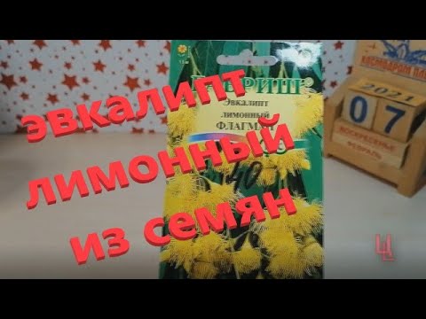 Видео: что-то пошло не так - эвкалипт лимонный из семян
