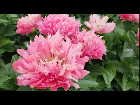 Видео: Пионы, очень красивые новые гибриды. ADELMAN Peony Gardens. 2023