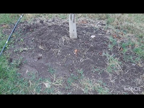 Видео: Стоит ли мульчировать приствольную зону???