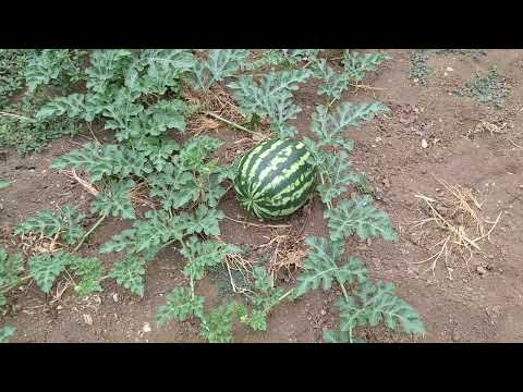 Видео: Отглеждане на Диня и Пъпеш.