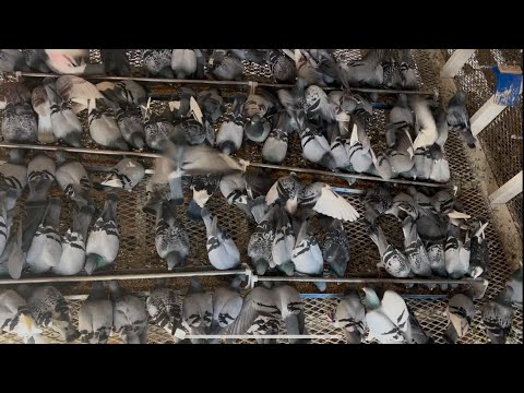 Видео: Скоро готов к третьей гонке на 250 миль — Capistrano Classic OLR