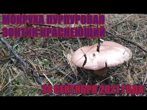 Видео: Мокруха пурпуровая и зонтик краснеющий! Вкусные, но не всем известные грибы! 24 сентября 2021 года!
