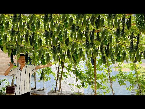 Видео: Я выращиваю горькую дыню таким образом: мало места, огромный урожай каждый раз!