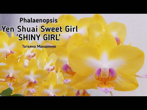 Видео: Phalaenopsis Yen Shuai Sweet Girl Shiny Girl Орхидея Сладкая Блестящая девочка | orchid фаленопсис