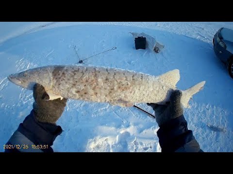 Видео: ЩУКА НА МАХАЛКУ. Рыбалка на Амуре на хапугу Зимой 2021