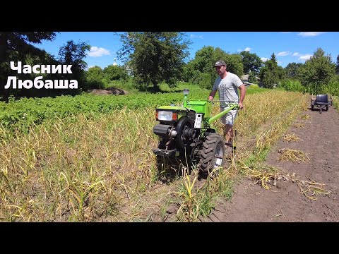 Видео: Часник Любаша! Викопка мотоблоком Кентавр!