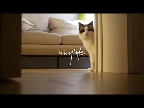 Видео: Тихая ночь начала лета 🌙｜Ночной уход за кожей 🧴｜Тушеные креветки и запеченная тыква с чесноком