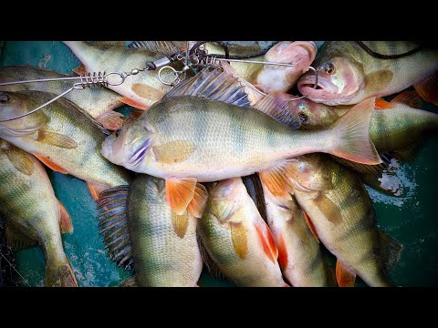 Видео: Полный кукан горбатых окуней. Рыбалка на степном озере. Актобе, Казахстан