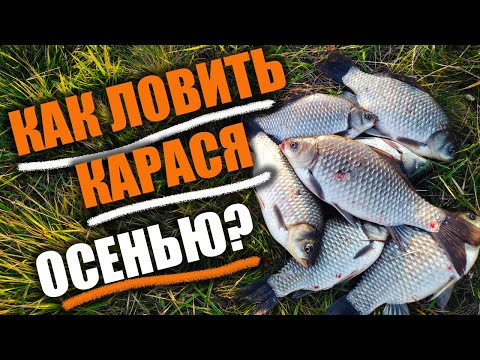 Видео: РЫБАЛКА НА КАРАСЯ ОСЕНЬЮ, ВСЁ ЧТО НУЖНО ЗНАТЬ! Полезные советы для ловли осеннего карася #рыбалка