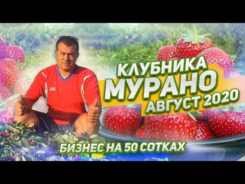 Видео: 60/20 Клубника Мурано. Сорт НСД Мурано. Мурано в Августе 2020.