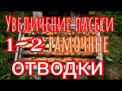 Видео: Как легко и быстро расширить пасеку‼️Отводки‼️
