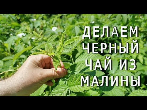 Видео: Как приготовить ферментированный чай из малины по технологии черного чая?
