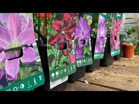 Видео: И снова клематисы 🌱
