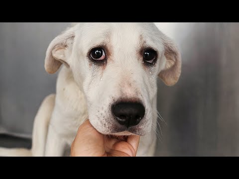 Видео: Собака смотрела на мальчика, не зная что это прощание. Через месяц она нашла его, но было уже поздно