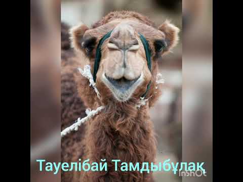 Видео: Тауелібай Тамдыбұлақ