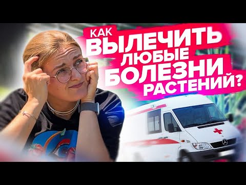 Видео: КАК ДЕШЕВО ВЫЛЕЧИТЬ ЛЮБЫЕ БОЛЕЗНИ РАСТЕНИЙ?