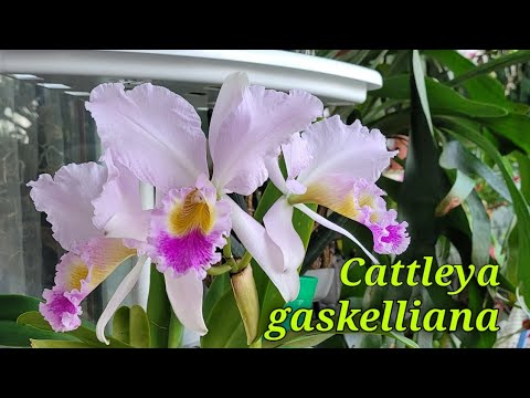 Видео: Cattleya gaskelliana. первое домашнее цветение.