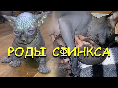 Видео: ✅ Роды молодой кошки Канадского Сфинкса - первый окот, рост котят / Birth of the canadian sphinx cat