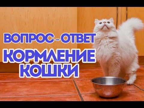 Видео: МНОГО ВОПРОСОВ ПРО КОРМЛЕНИЕ КОШКИ. ВетОтвет.