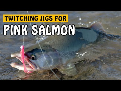 Видео: Горбуша не устоит перед твичинговой приманкой | Ловля на удочку #рыбалкалосось #розовыйлосось #ры...