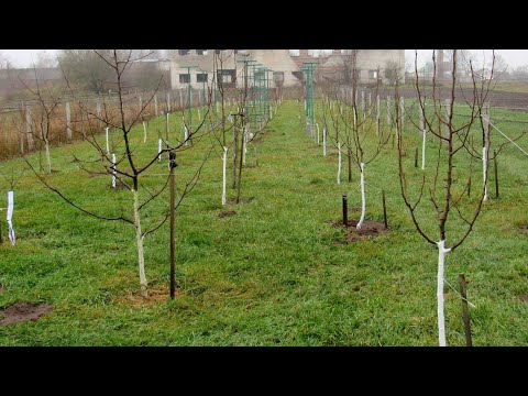 Видео: Результат обрезки и формировки  молодых деревьев