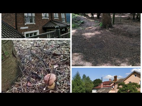 Видео: Vlog 159: Сходница 2021: Где можно жить в Сходнице?