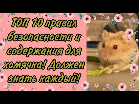 Видео: ТОП 10 ПРАВИЛ СОДЕРЖАНИЯ И БЕЗОПАСНОСТИ ДЛЯ ХОМЯКА! ДОЛЖЕН ЗНАТЬ КАЖДЫЙ!