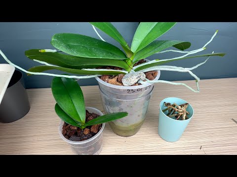 Видео: правильное отделение детки орхидеи // омоложенная орхидея из керамзита спустя год