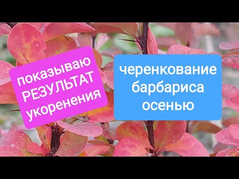 Видео: Выкапываем  прошлогодние черенки и смотрим корешки. Черенкование барбариса. Barberry. Berberis