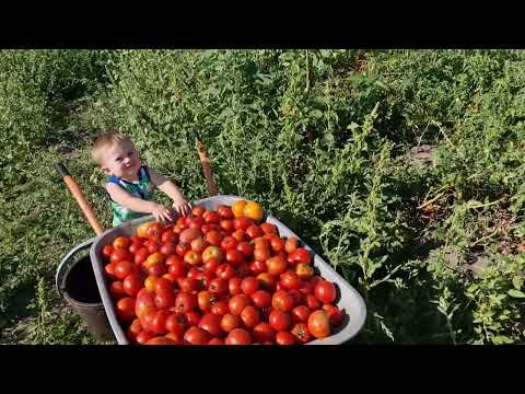 Видео: закатали сок томатный) весь процесс))