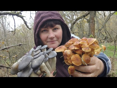 Видео: Грибные букеты от любимого острова! Ведро грибов домой унесла!