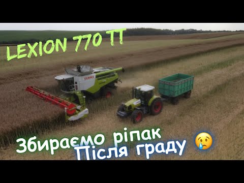 Видео: Збираємо ріпак після граду‼️ Новий тракторист на Ареса💪