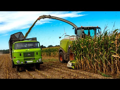 Видео: Retro Vintage Truck Corn Harvest | Maisernte mit IFA W50L | Уборка Кукурузы с ИФА В50Л