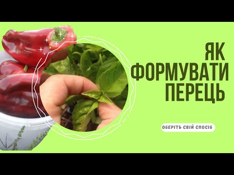 Видео: Формування перцю: основні принципи
