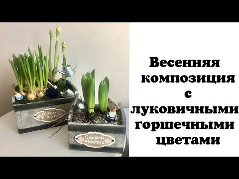 Видео: Весенняя композиция с луковичными горшечными цветами. Флористика