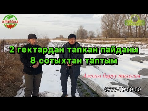 Видео: 2 гектардан тапкан пайданы 8 сотыхтан таптым.