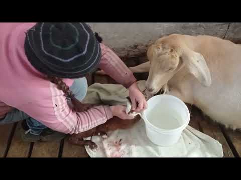 Видео: 23.04-30.04-11.05.2025 года. Окот Лилу. Окот Беллы. Новый козлик. Козы и козлята. Прогулки.