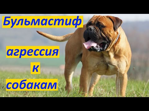 Видео: 305. Бульмастиф Семен, Агрессия к собакам. Электроошейник, ЭШО, импульсный ошейник применение