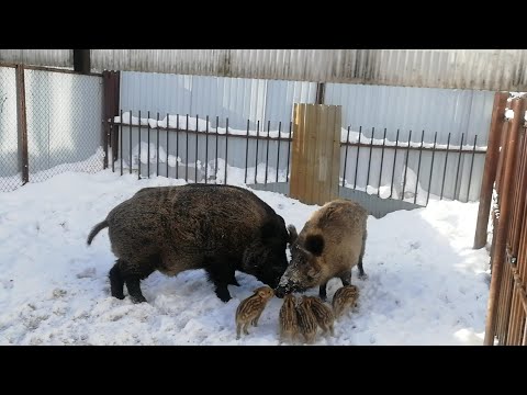 Видео: Фантик переезжает.